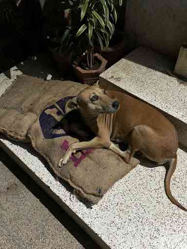 The FLO Ahmedabad Dog Event